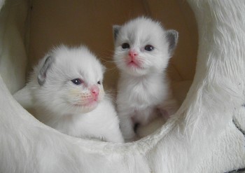 les chatons de Flore - 17 jours - Chatterie Ragdolls du Val de Beauvoir